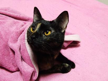 コメント66の画像