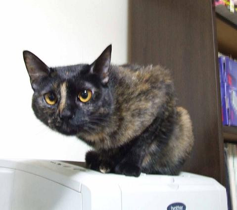 コメント68の画像