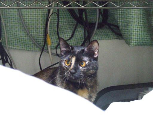 コメント69の画像