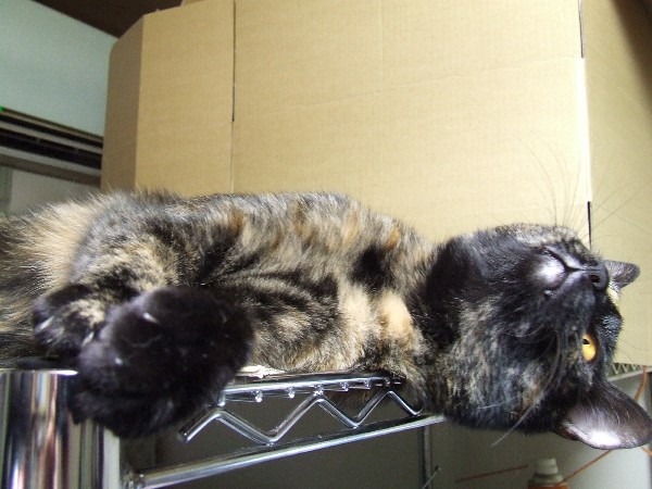 コメント71の画像