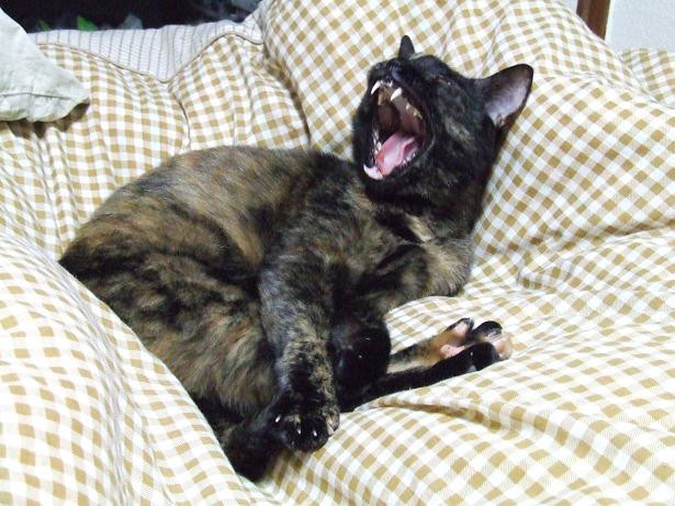 コメント72の画像