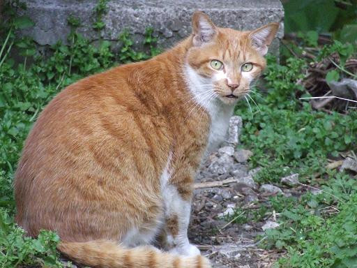 コメント74の画像