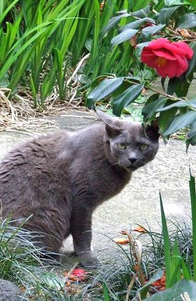 コメント76の画像