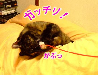 コメント77の画像