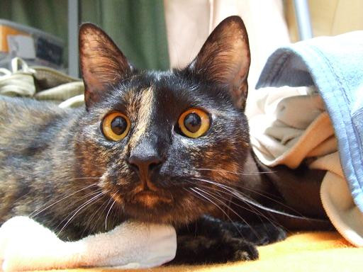 コメント79の画像