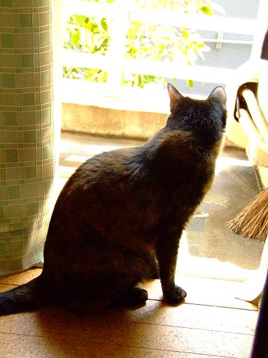 コメント80の画像