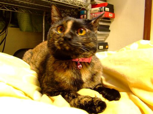 コメント81の画像