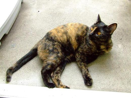 コメント82の画像