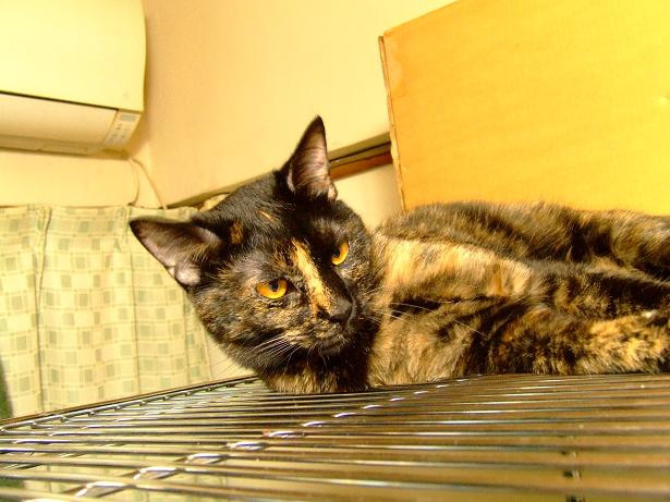 コメント83の画像