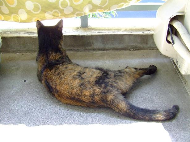 コメント89の画像