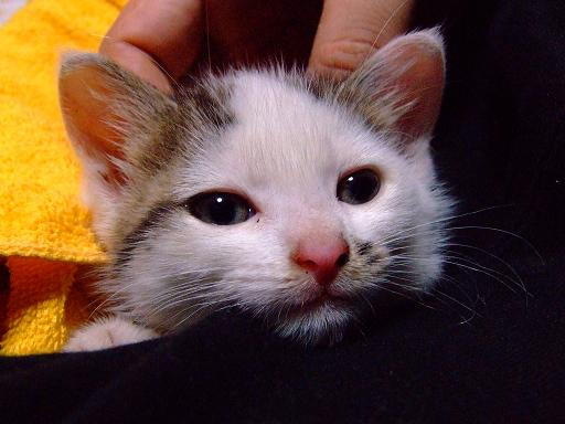 コメント90の画像