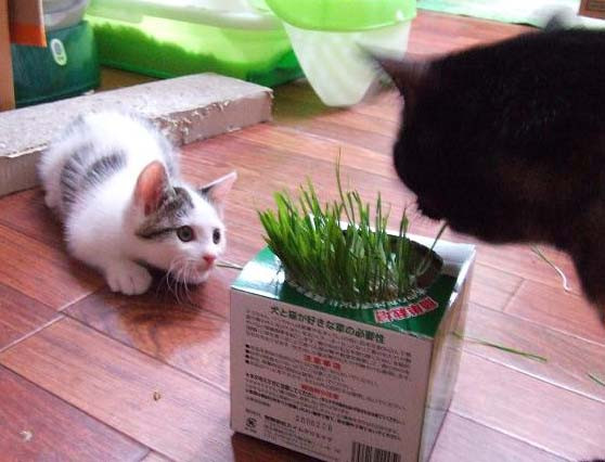 コメント93の画像