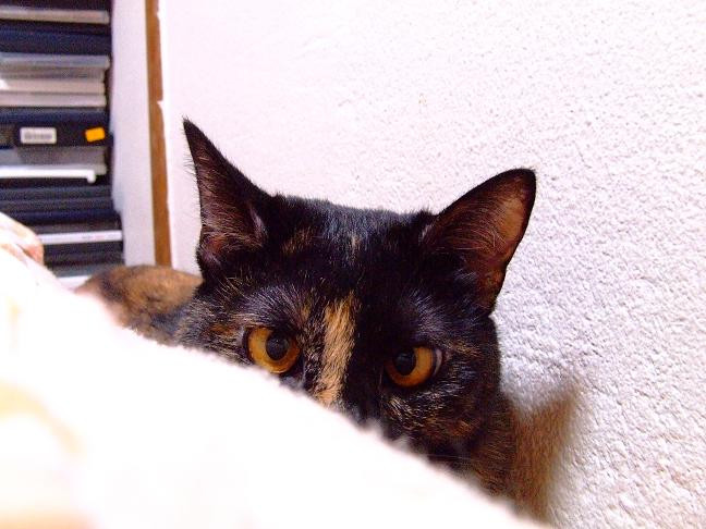 コメント95の画像