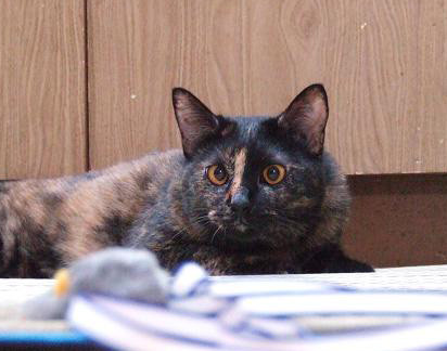 コメント97の画像