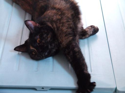 コメント99の画像