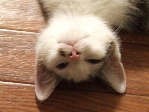 コメント101の画像