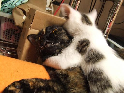 コメント102の画像