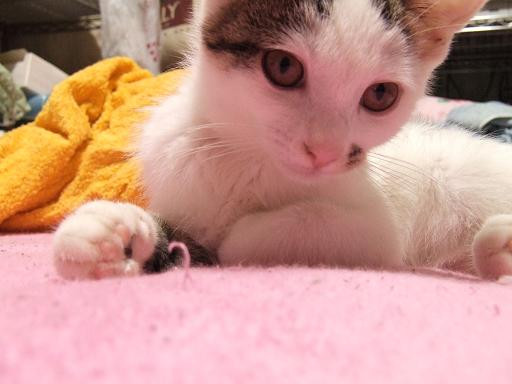 コメント106の画像