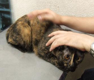 コメント108の画像