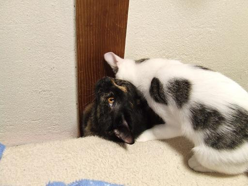 コメント111の画像