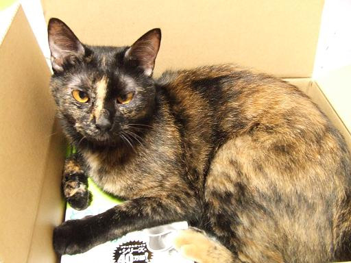 コメント114の画像