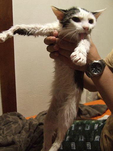 コメント118の画像