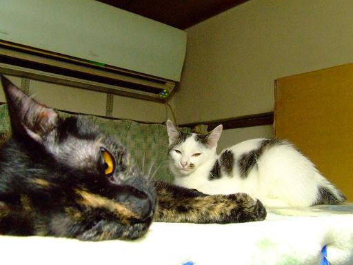 コメント120の画像