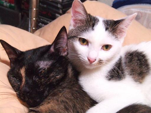 コメント123の画像