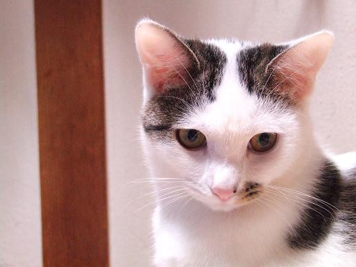 コメント125の画像