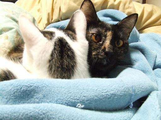 コメント127の画像