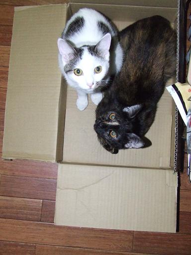 コメント129の画像