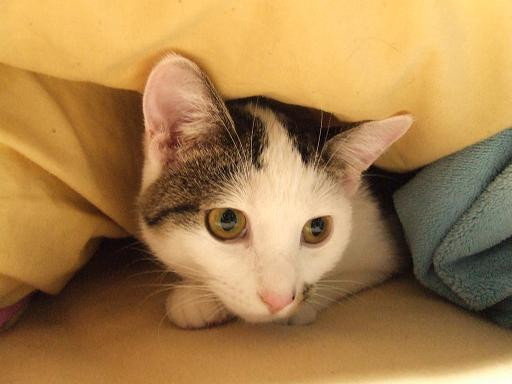 コメント130の画像