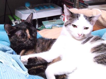 コメント131の画像