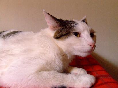 コメント132の画像