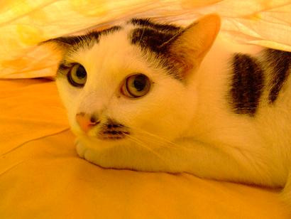 コメント138の画像