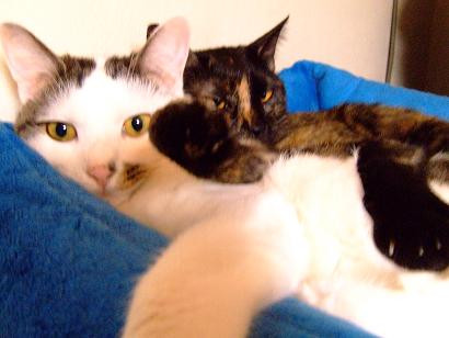 コメント140の画像