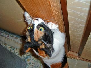 コメント12の画像