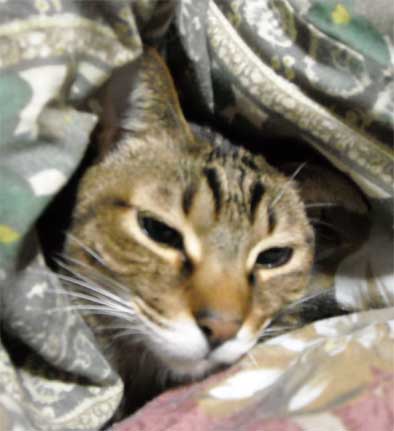 コメント144の画像