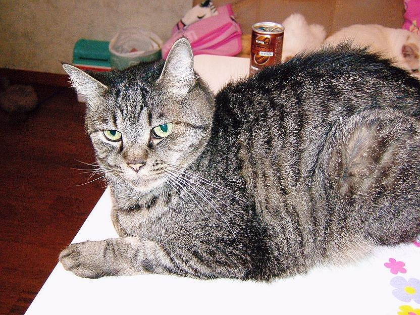 コメント17の画像