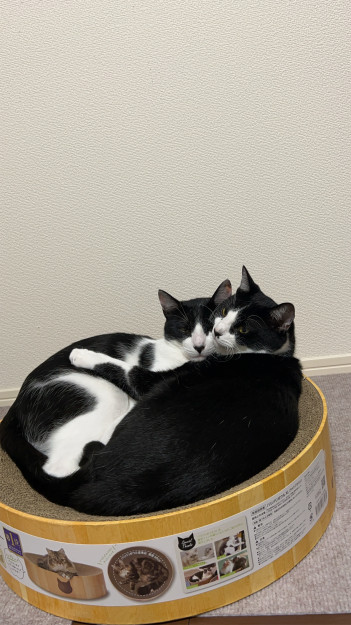 コメント148の画像