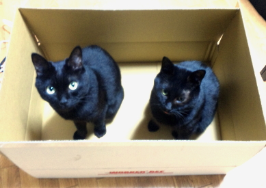 コメント138の画像