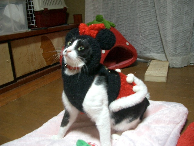 コメント127の画像