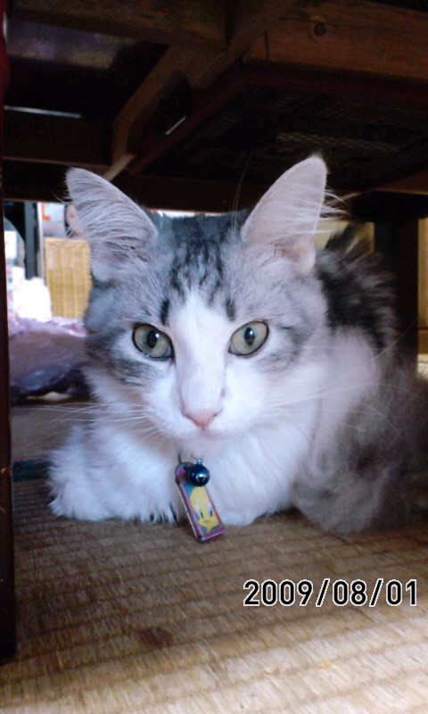 コメント146の画像