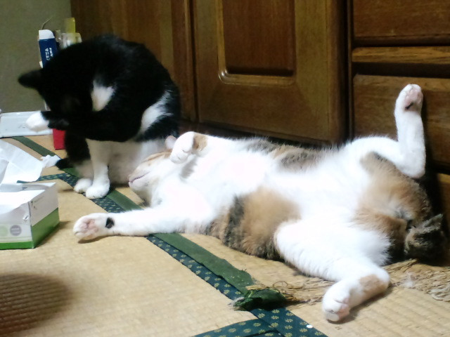 コメント147の画像