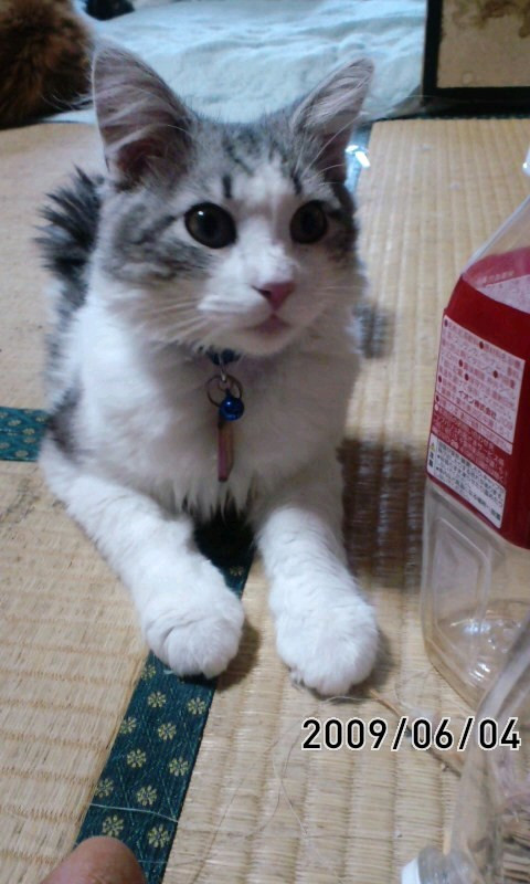 コメント149の画像