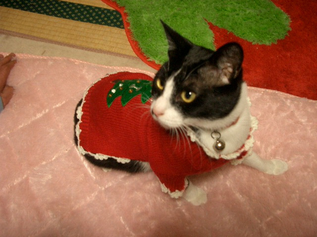 コメント151の画像