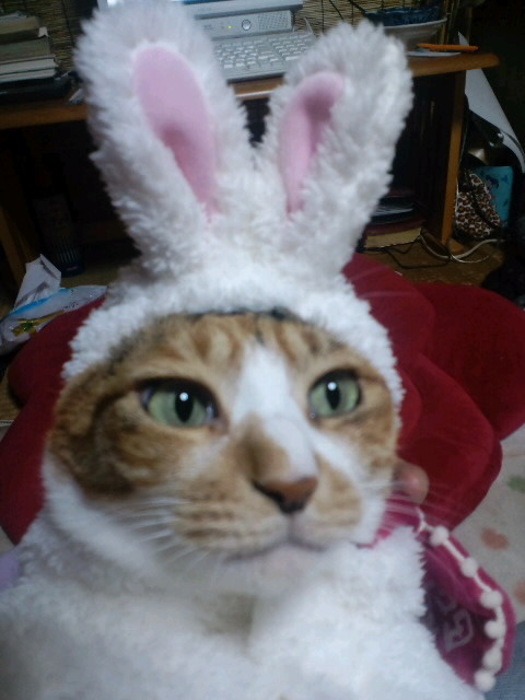 コメント158の画像