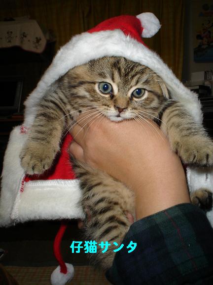 コメント135の画像