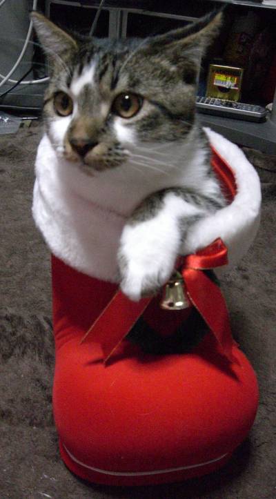 コメント132の画像