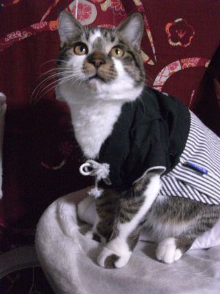 コメント137の画像